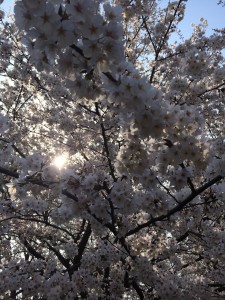 井の頭公園の桜